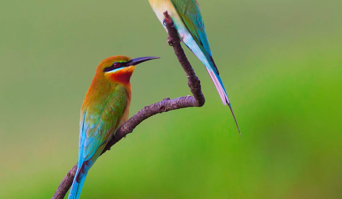 Oiseaux de Thailande