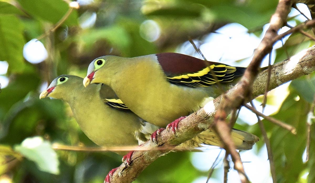 Oiseaux de Thailande